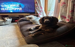 Cocker Spaniel dogs for sale: Cocker Spaniel Puppies looking for the best homes - Image 10