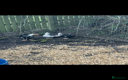 Ducks poultry for sale: Trio of Muscovy  - Image 1