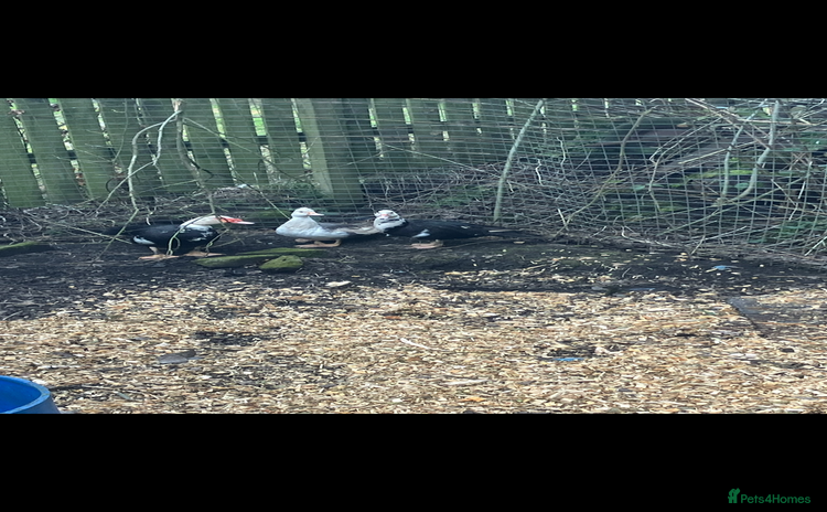 Ducks poultry - Advert 2