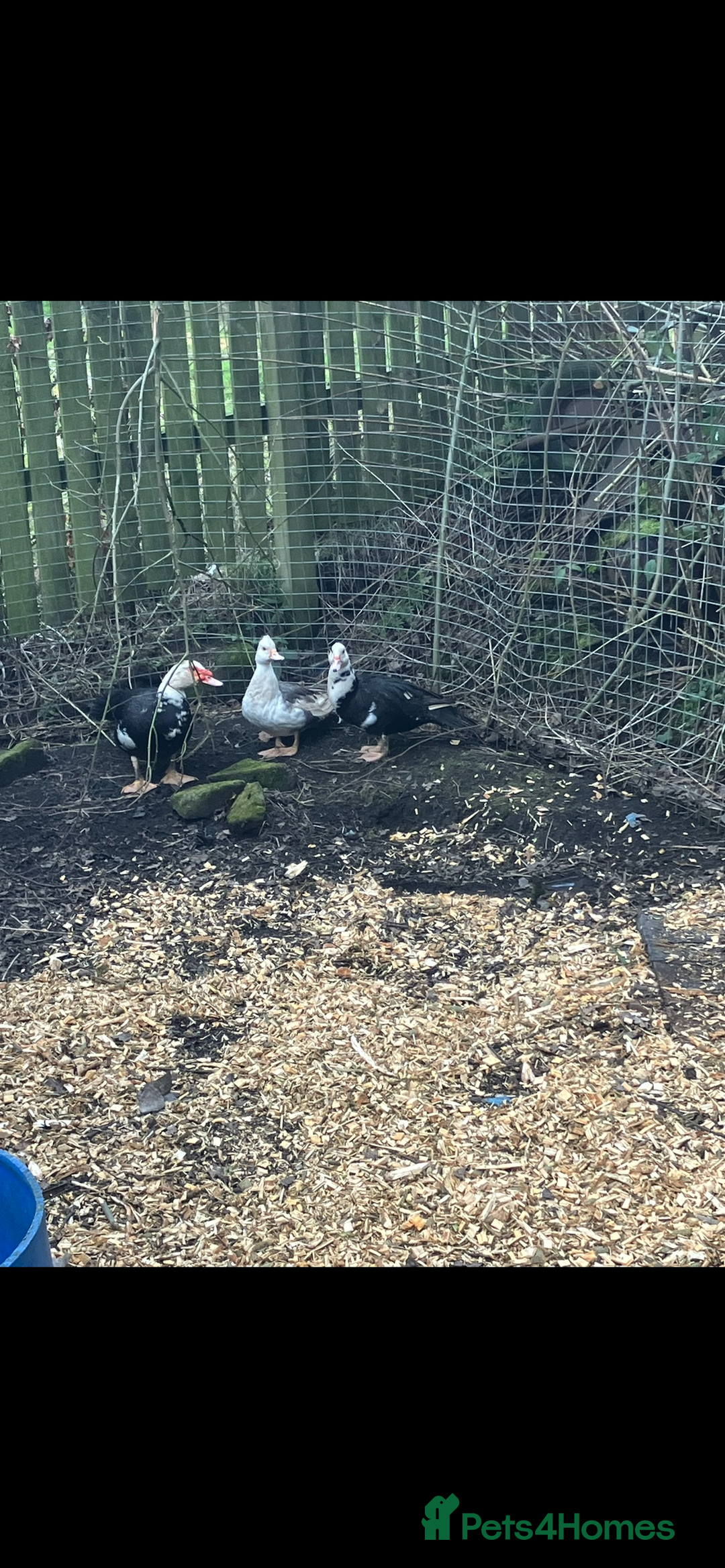 Ducks poultry for sale: Trio of Muscovy  - Image 1