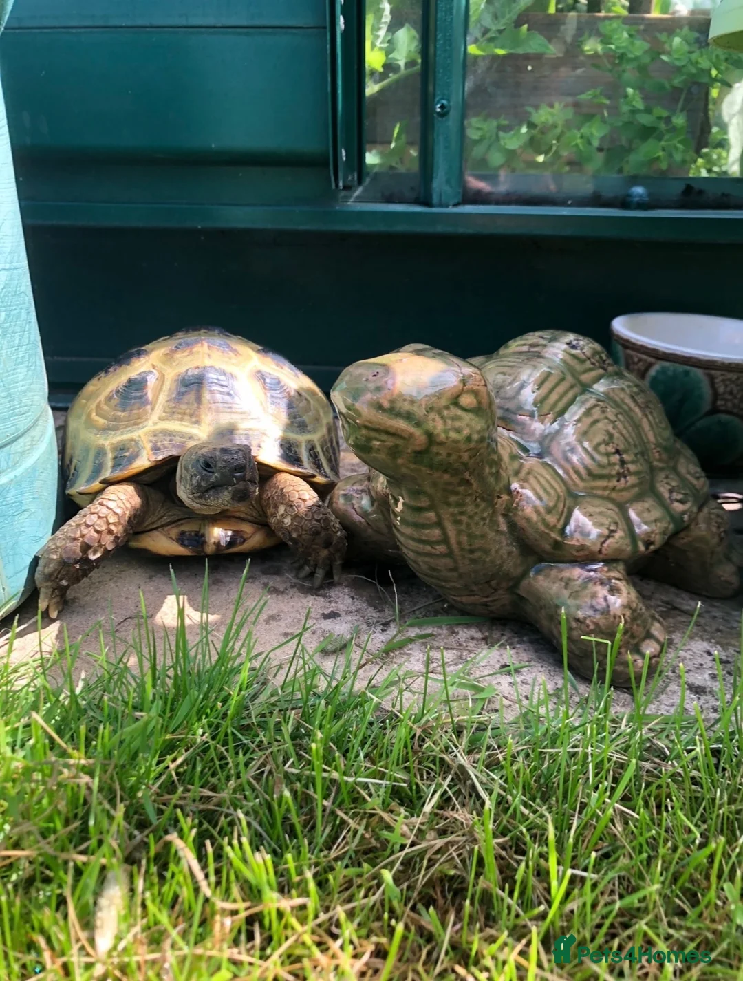 Tortoise reptiles for sale: Horsfield tortoise - Advert 2