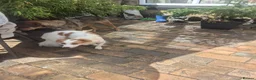 Mixed Breed dogs for adoption: Musu! - Advert 10