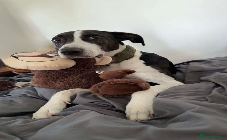 Mixed Breed dogs - Advert 3
