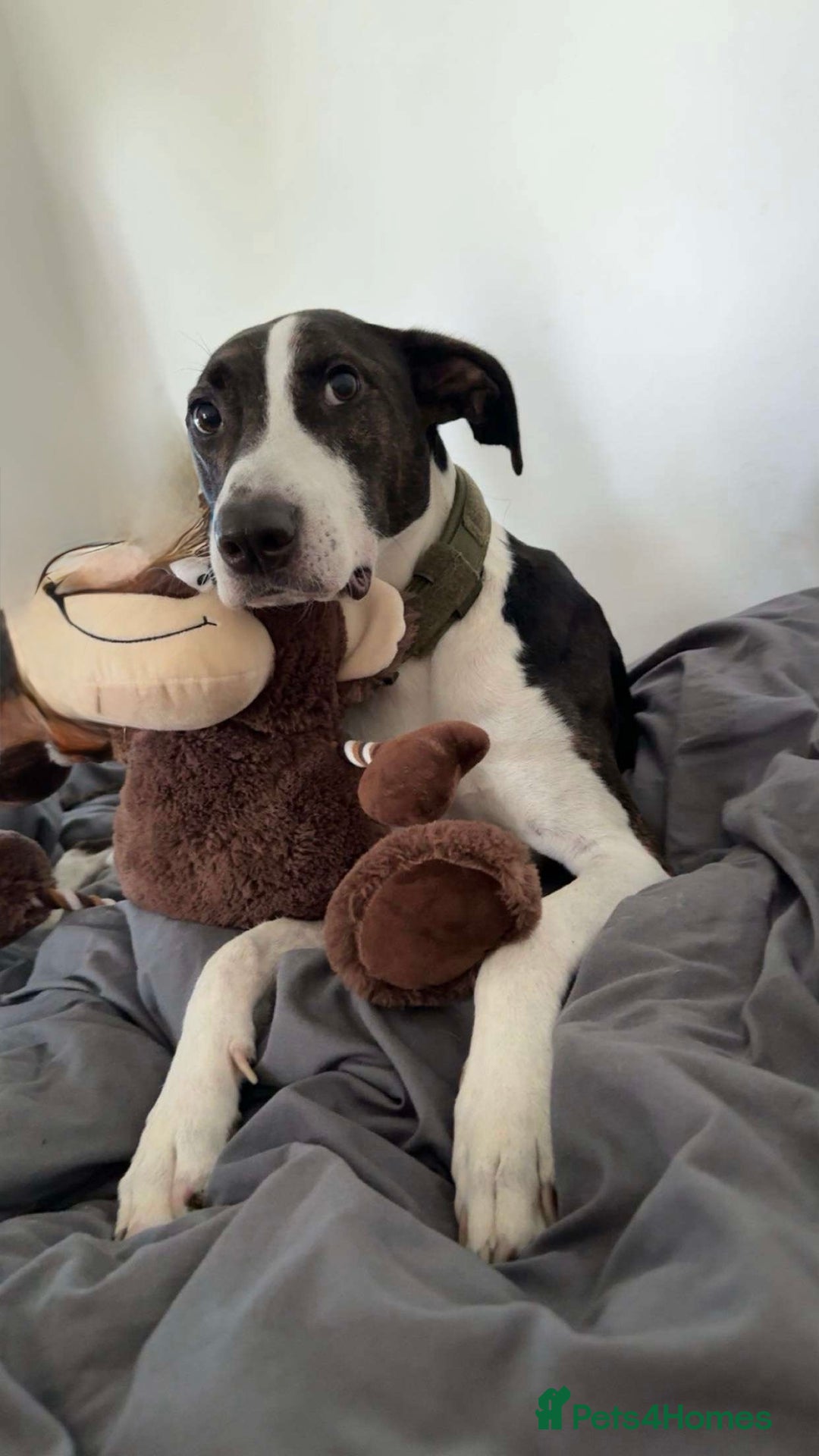 Mixed Breed dogs for sale: Lurcher x Staff - Image 1