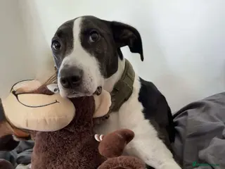 Mixed Breed dogs Lurcher x Staff - Advert 4