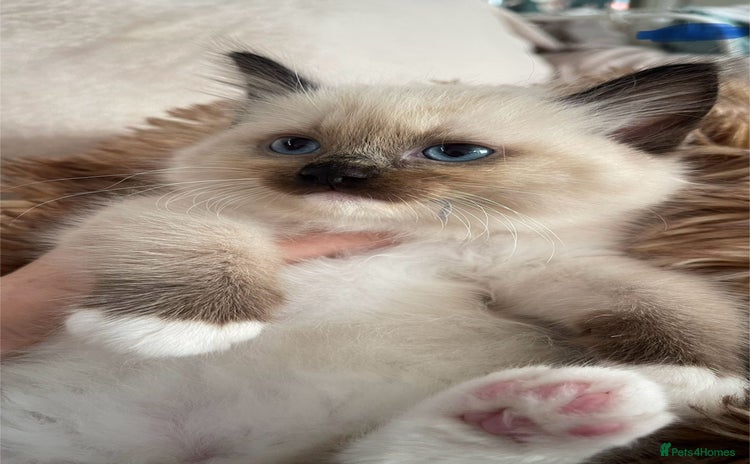Ragdoll cats - Advert 1