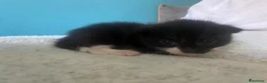 Mixed Breed 2