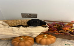 Miniature Dachshund dogs for sale: Beautiful miniature dachshund puppies  - Image 12