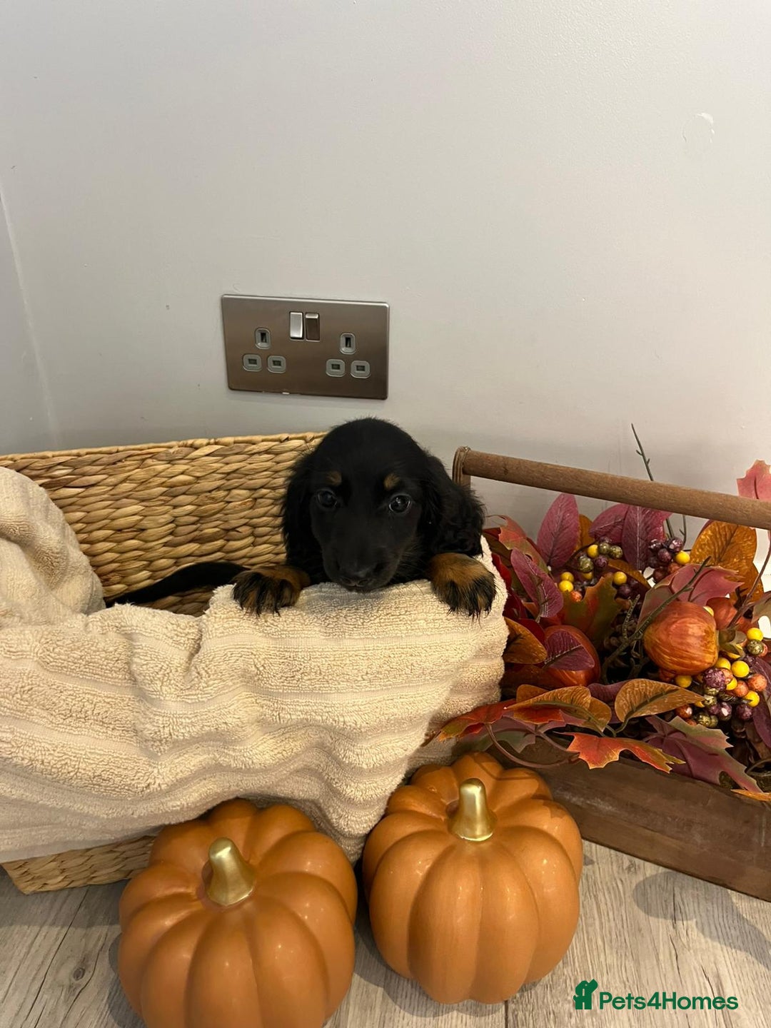 Miniature Dachshund dogs for sale: Beautiful miniature dachshund puppies  - Image 12