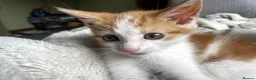 British Longhair cats for sale: British Shorthair mixed breed in Stockton-on-Tees - Advert 3