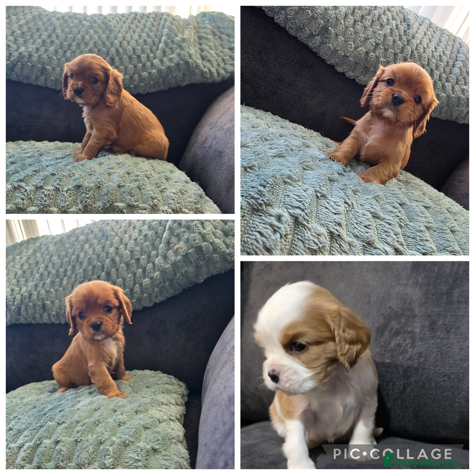 Cavalier King Charles Spaniel dogs King Charles cavalier  - Advert 9