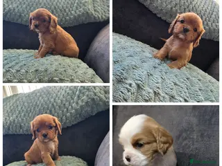 Cavalier King Charles Spaniel dogs King Charles cavalier - Advert 9