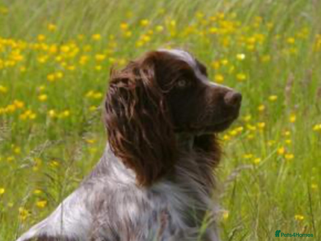 Cocker Spaniel dogs for sale: Cocker Spaniel Pups - Solid & Roan - Farlavale - Advert 34