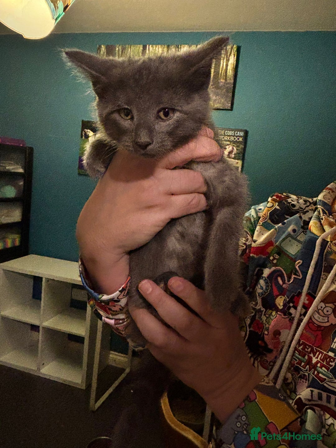 Maine Coon cats for sale: Beautiful, friendly playful Maine Coon cross kits - Advert 17