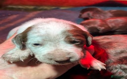 Mixed Breed dogs for sale: Cocker x beddlington terrier - Image 3