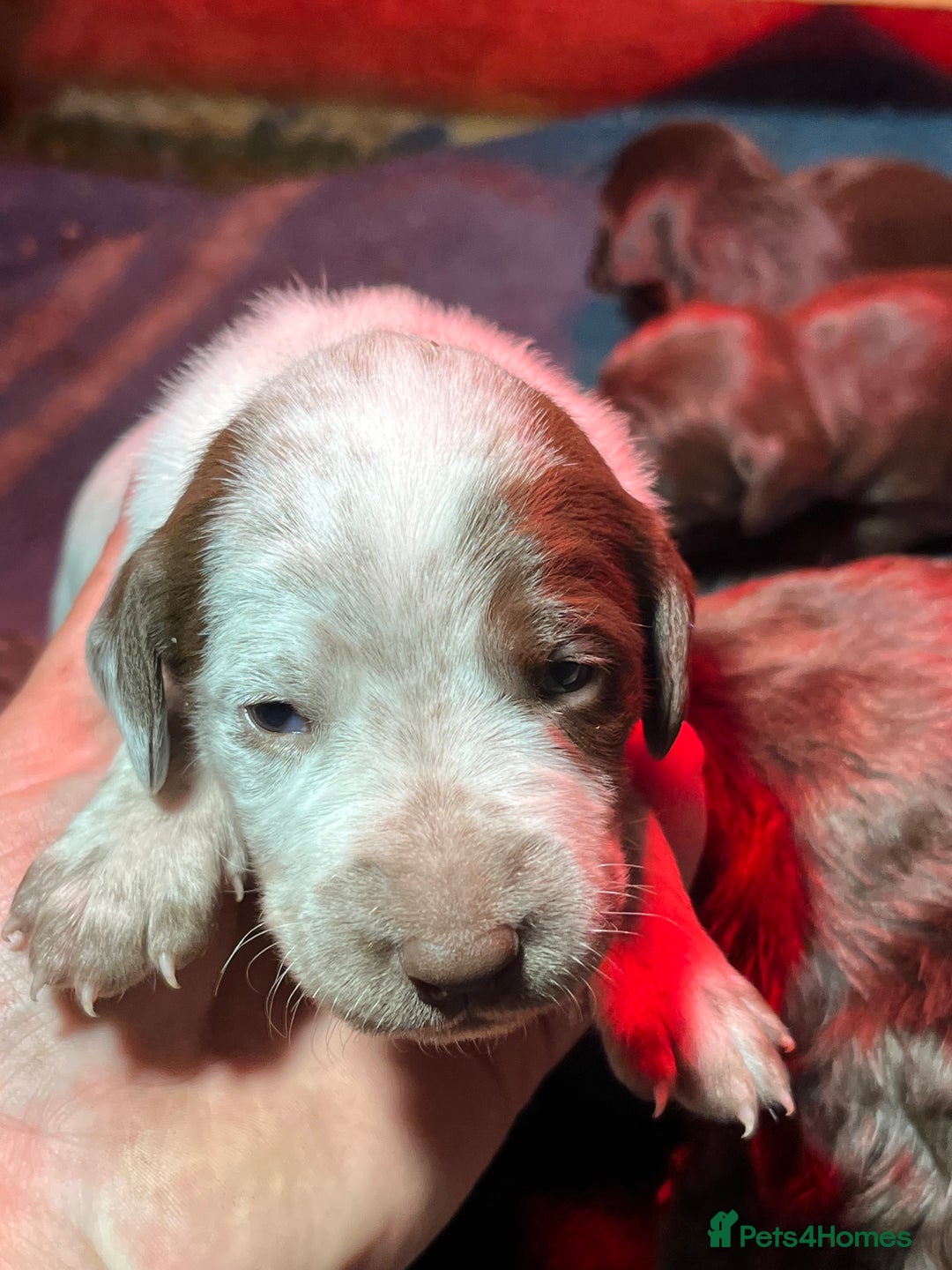 Mixed Breed dogs for sale: Cocker x beddlington terrier - Image 3