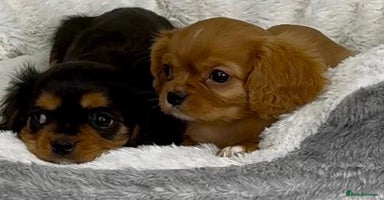 Cavalier King Charles Spaniel dogs - Advert 2