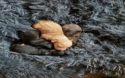 Mixed Breed dogs for sale: Doxiepoos for sale 3 x male 1 x bitch - Image 2
