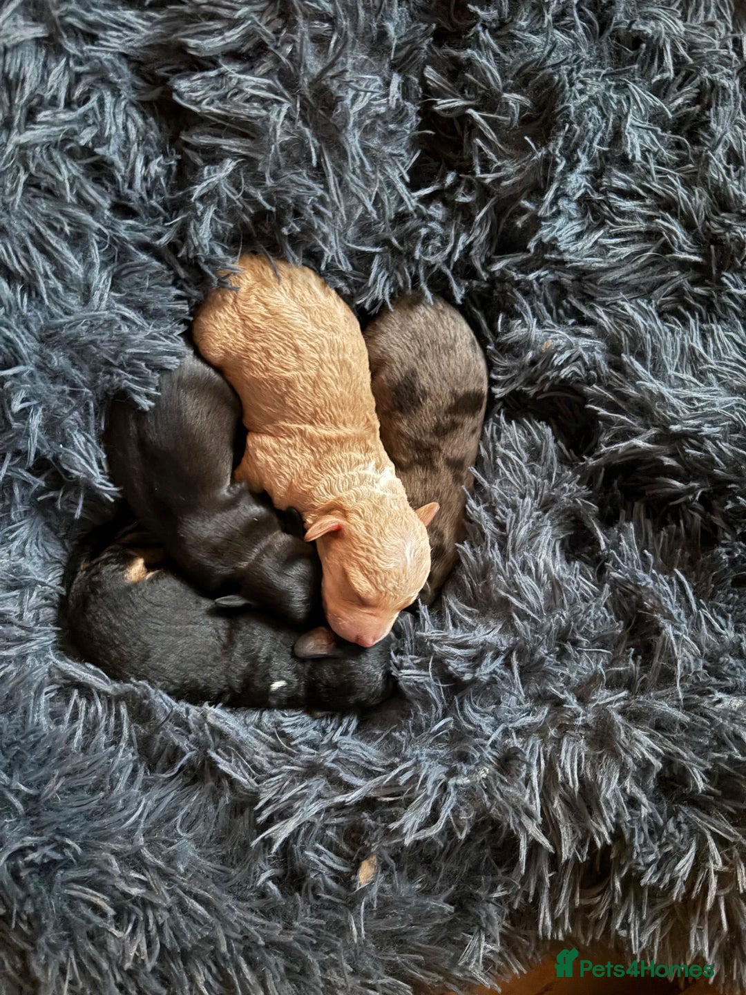 Mixed Breed dogs for sale: Doxiepoos for sale 3 x male 1 x bitch - Image 2