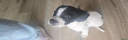 Mixed Breed dogs for sale: Oreo - staffy cross - Advert 5