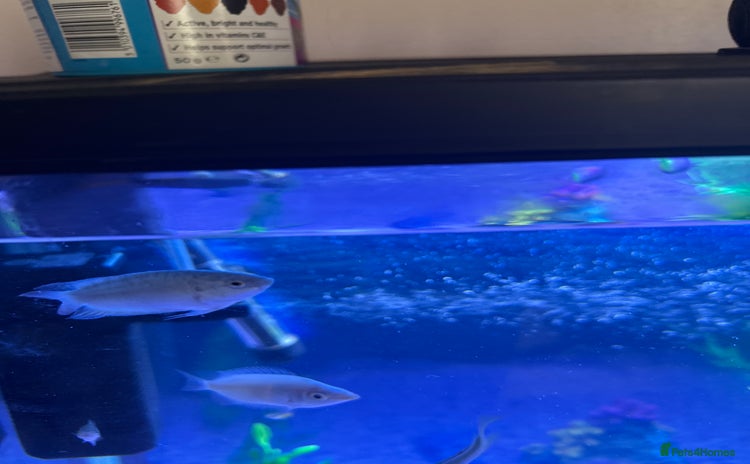Gouramis fish - Advert 1