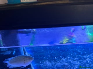 Gouramis fish - Advert 1