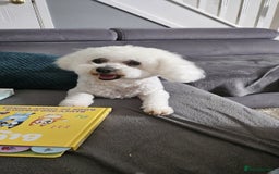 Mixed Breed dogs for sale: Beautiful bichon maltese puppys - Image 4