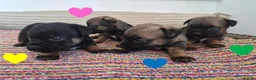 Border Terrier dogs for sale: Beautiful Border Terriers for Sale - Advert 14