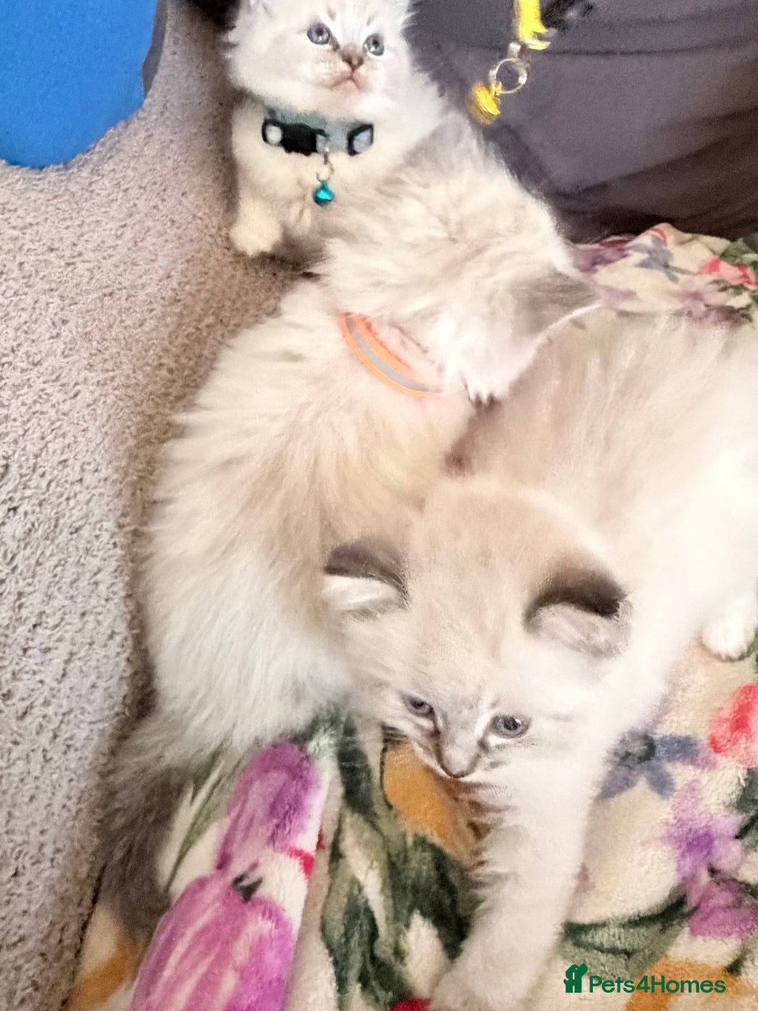 Ragdoll cats for sale: Special Ragdoll babies  - Advert 7