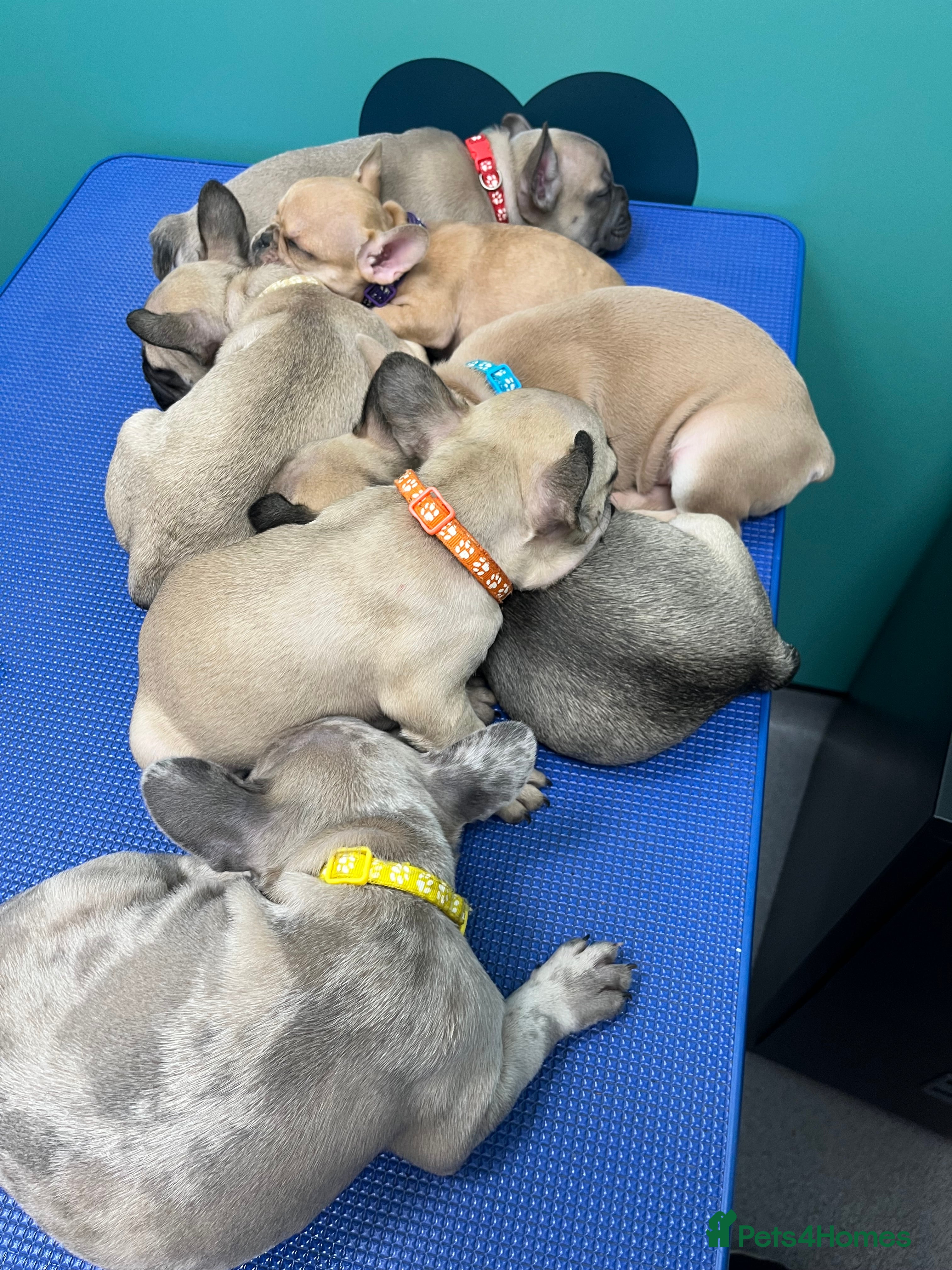 French Bulldog dogs French bulldog puppies - Advert 5