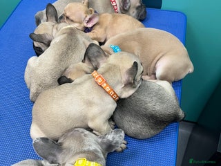 French Bulldog dogs French bulldog puppies - Advert 5