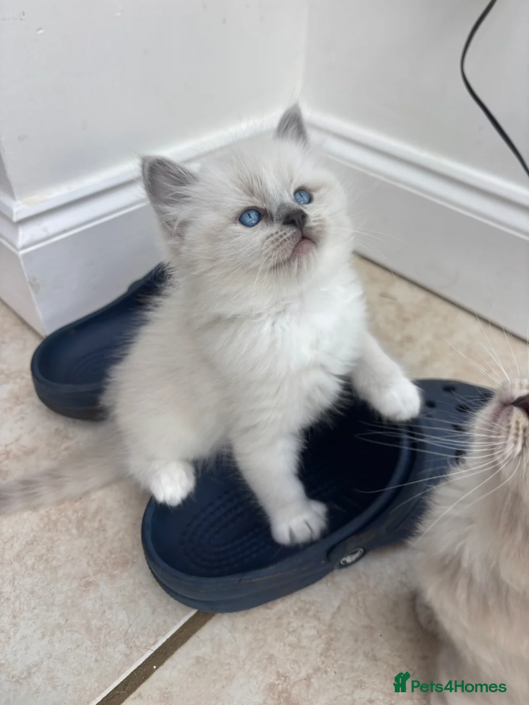 Ragdoll cats for sale: Gorgeous European Blue mitted ragdoll Girl - Advert 1