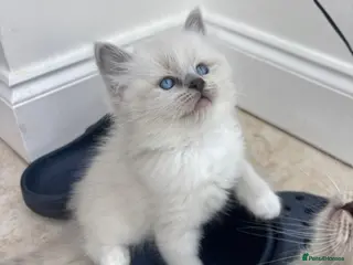 Ragdoll cats Gorgeous European Blue mitted ragdoll Girl - Advert 4