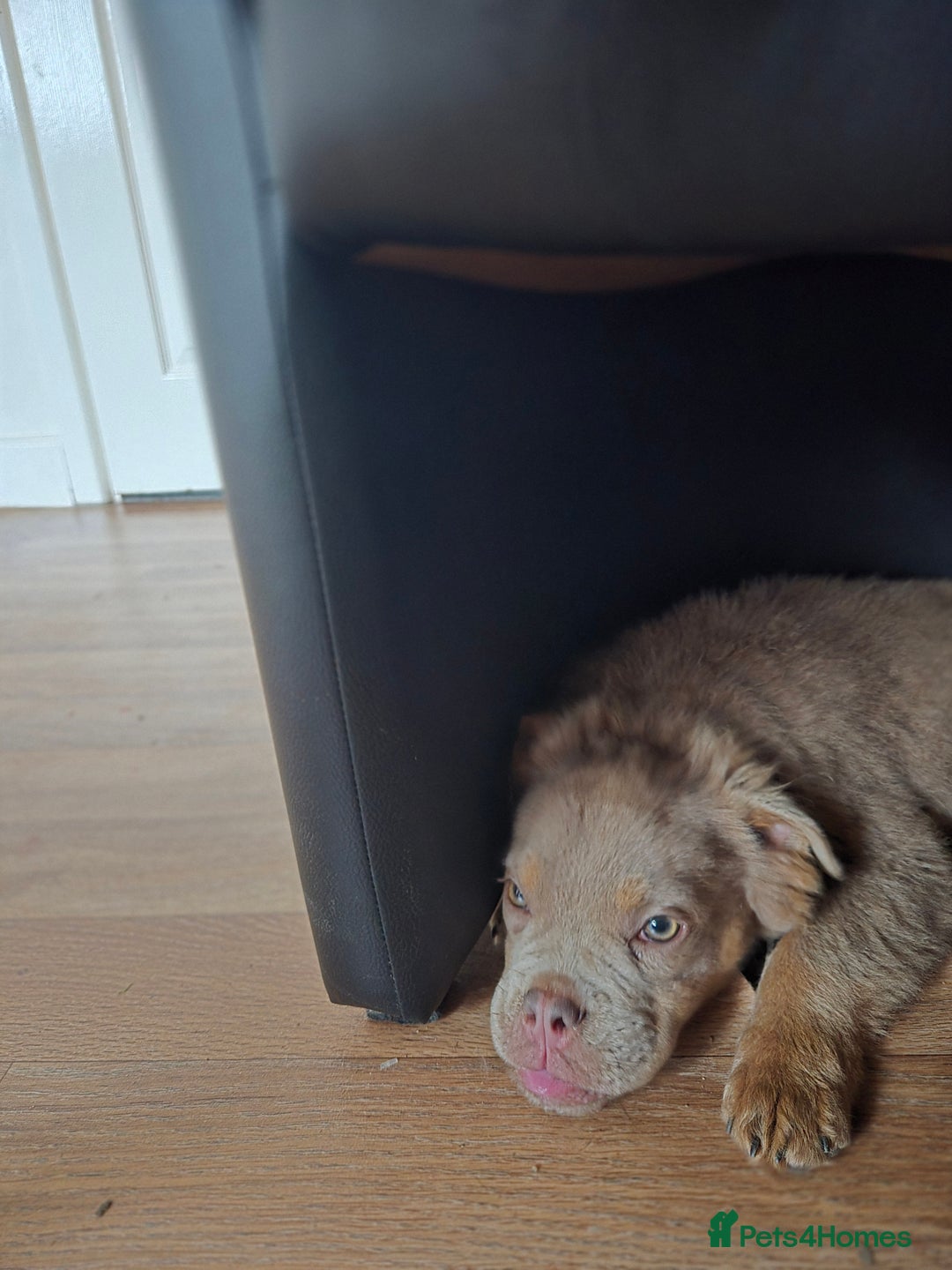 Olde English Bulldogge dogs for sale: Old english bulldoggee mammut/mammoth - Advert 24