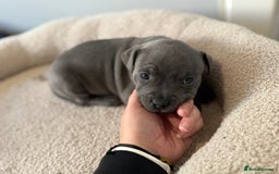 Staffordshire Bull Terrier dogs for sale: Staffordshire -Blue  Puppies  for sale   - Image 3