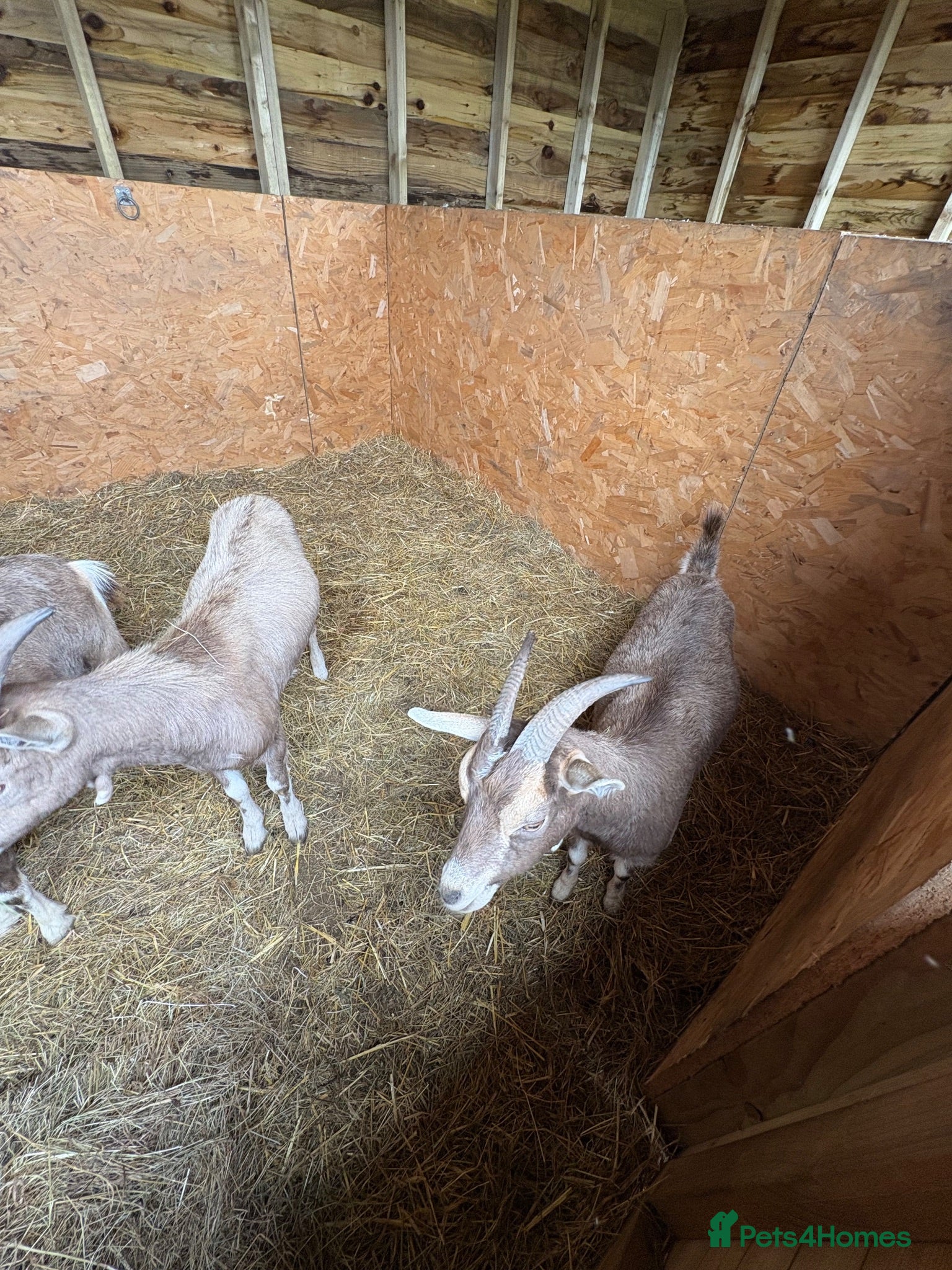 Goats livestock Toppenburg goats  - Advert 11