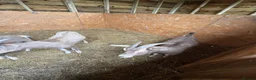 Goats livestock for sale: Toppenburg goats  - Advert 1
