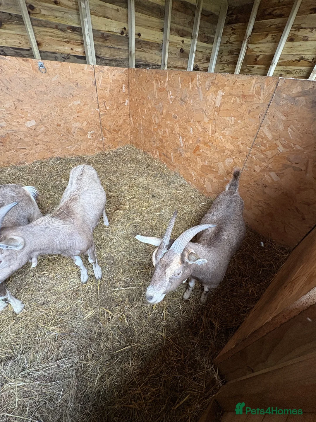 Goats livestock for sale: Toppenburg goats  - Advert 1