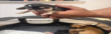 Cockapoo 2