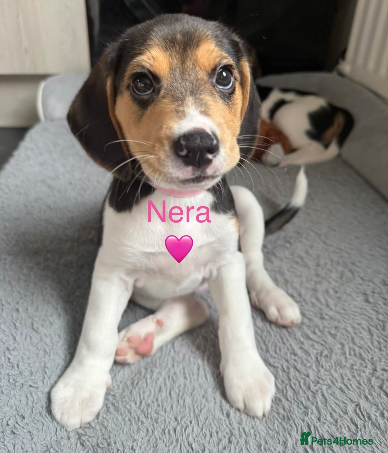 Beagle dogs for sale: Beagle puppies 🐶🐾 ready to leave!!🩷🩵 - Advert 2