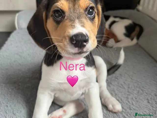 Beagle dogs for sale: Beagle puppies 🐶🐾 ready to leave!!🩷🩵 - Advert 2