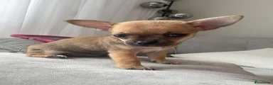 Chihuahua 3