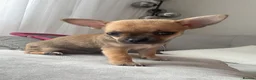 Chihuahua dogs for sale: Rare & Beautiful Chihuahua Puppies in Ipswich - Advert 10