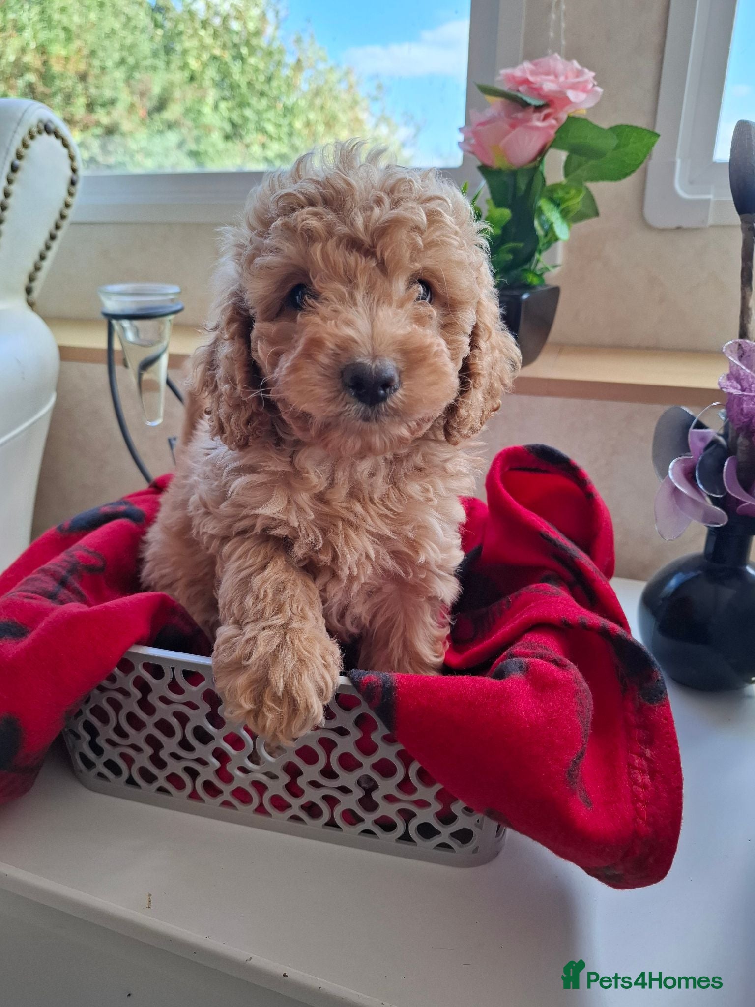 Cavapoo dogs 2 LEFT!! 4 Weeks free insurance  - Advert 2