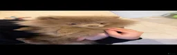 Pomeranian dogs for sale: Lilac Kc reg Pomeranian  - Advert 2