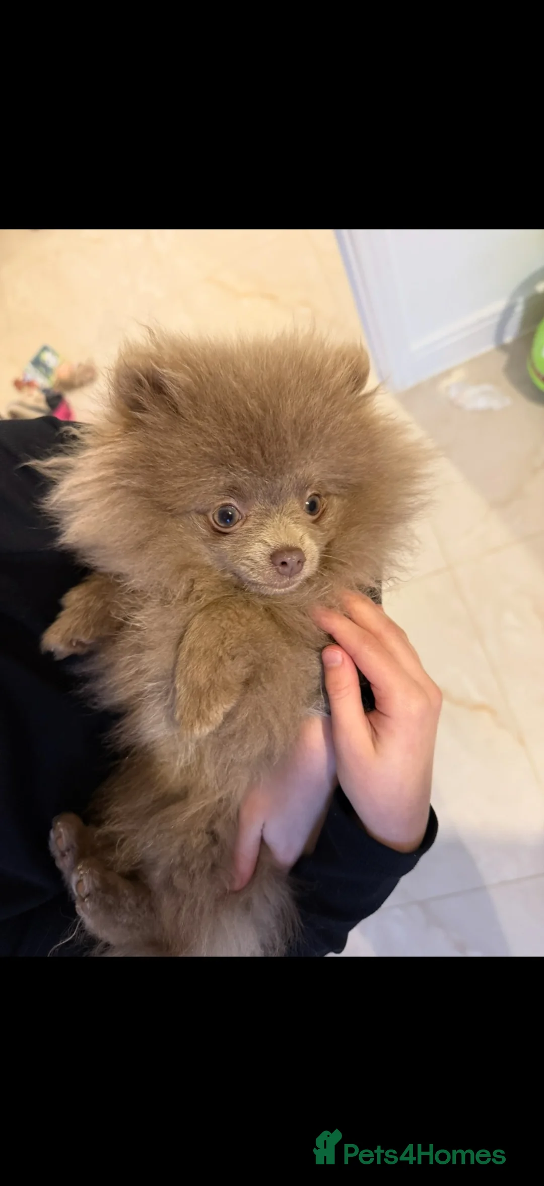 Pomeranian dogs for sale: Lilac Kc reg Pomeranian  - Advert 2