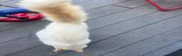 Mixed Breed cats for sale: Woody 🤠 7-month-old Male Cat in Fowey - Advert 5