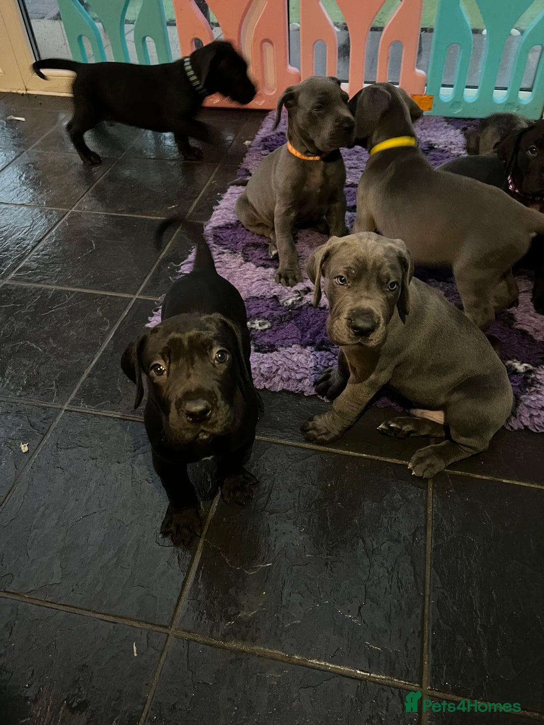Great Dane dogs for sale: Great Dane puppies - Image 29