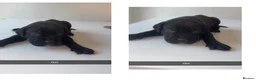 Cane Corso dogs for sale: Cane corso puppies  in Burton-on-Trent - Advert 5