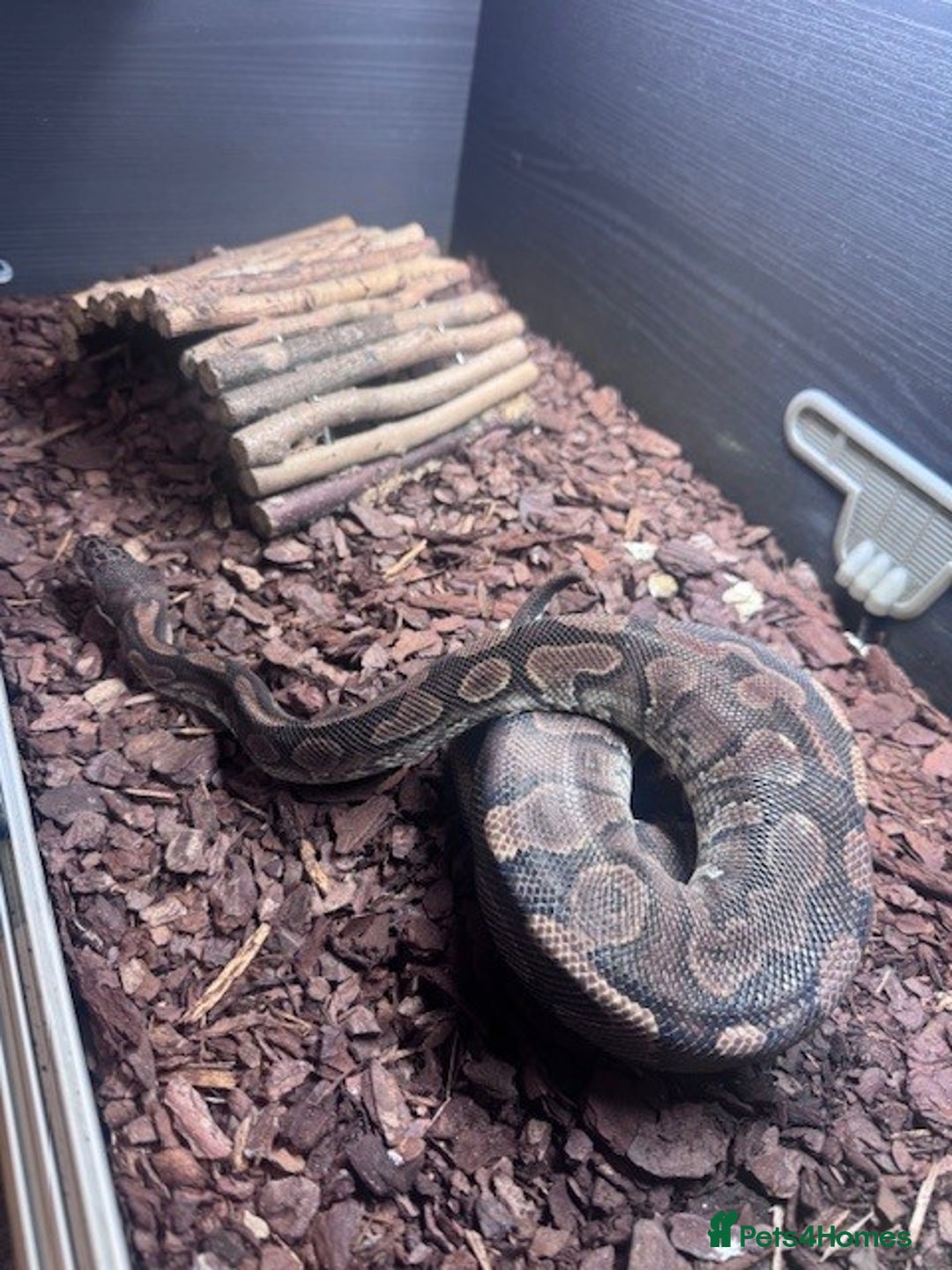 Python Snake reptiles for sale: Royal Python - Advert 2